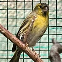 Lucherini Agata-Agata topazio-Agata avorio topazio