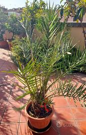 Palme da dattero
