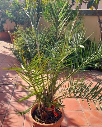 Palme da dattero