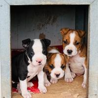 American staffordshire terrier