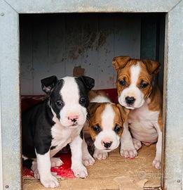 American staffordshire terrier