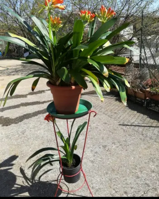 Pianta clivia