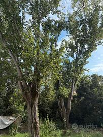 Legna di pioppo in cambio di abbattimento