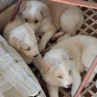 6 cuccioli cane pastore