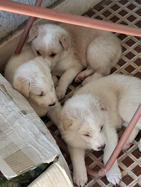 6 cuccioli cane pastore