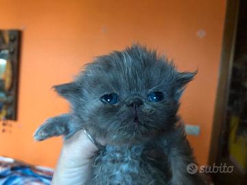 Gattina persiana blu