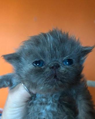 Gattina persiana blu