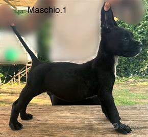 Cuccioli corso