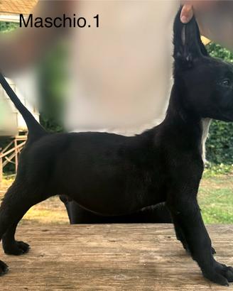 Cuccioli corso
