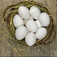 Uova Galline livornesi pure