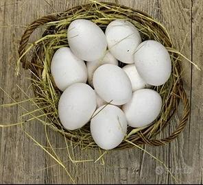 Uova Galline livornesi pure