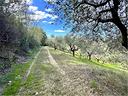 terreno-agricolo-con-uliveto-produttivo
