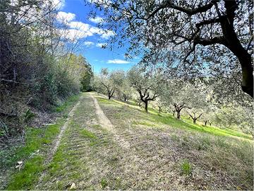 TERRENO AGRICOLO con ULIVETO PRODUTTIVO
