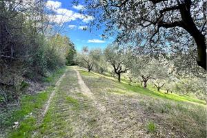 TERRENO AGRICOLO con ULIVETO PRODUTTIVO