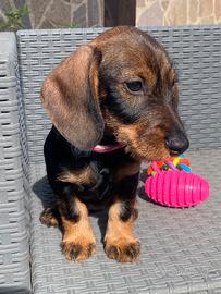 Cucciola bassotto pelo duro 3 mesi