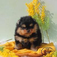 Spitz nano (pomerania) maschietto pedigree Enci