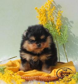 Spitz nano (pomerania) maschietto pedigree Enci