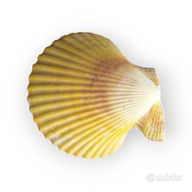 Conchiglia di Pettine Giallo Cappasanta - 8cm