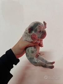 Bulldog francese merlè