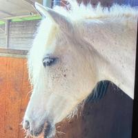 Pony per la scuola