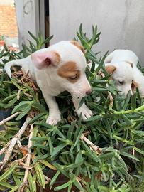 Jack Russell
