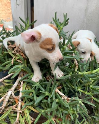 Jack Russell