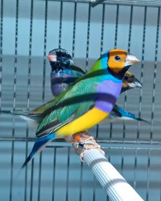 Diamanti di Gould
