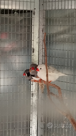 Diamanti mandarino olandesi