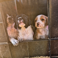 Cuccioli Epagneul Breton