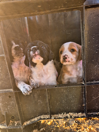 Cuccioli Epagneul Breton