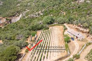 Terreno con Rudere Località San Bachisio Telti