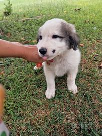 Adottabili cuccioli