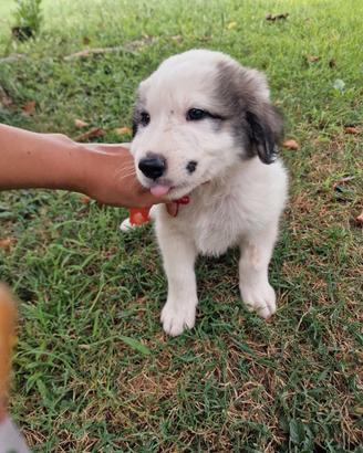 Adottabili cuccioli