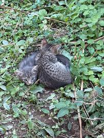 Adozione gratuita gattini