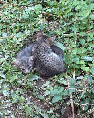 Adozione gratuita gattini