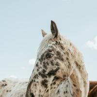 Cavalla Appaloosa