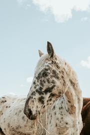 Cavalla Appaloosa