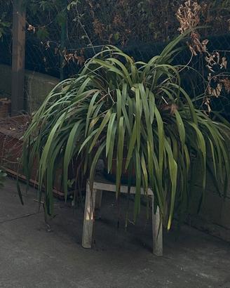 Orchidea grande in vaso