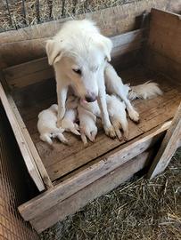 Cuccioli di maremmano