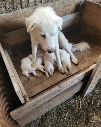 Cuccioli di maremmano
