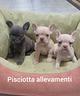 bouledogue-francese