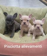 Bouledogue francese