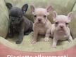 Bouledogue francese