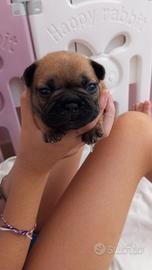 Bouledogue francesi