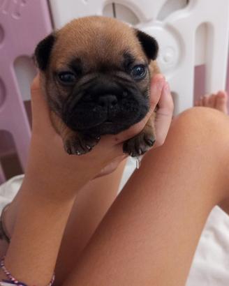 Bouledogue francesi