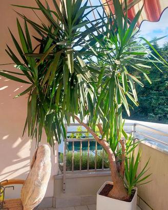 Pianta da interno Beaucarnea o Yucca alta quasi 3m