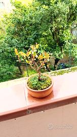 mini bonsai di melograno 