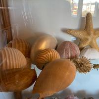 Ampia collezione di conchiglie e coralli