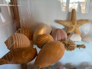 Ampia collezione di conchiglie e coralli