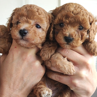 Barboncini Red ed Albicocca